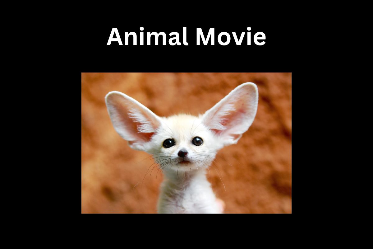 Animal Movie